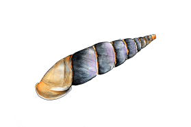 Member of the door snail family, Herilla bosniensis